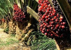 palm fruits
