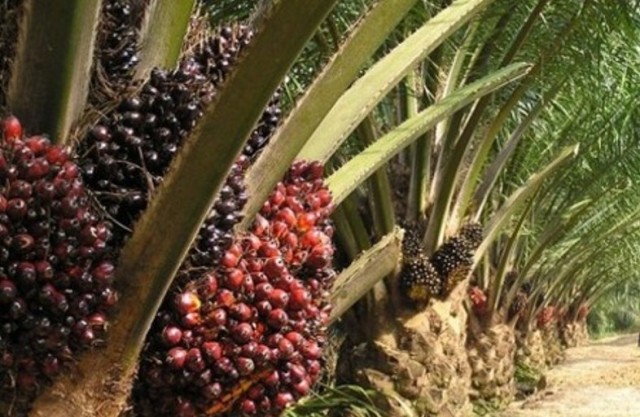 palm products