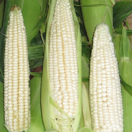 White corn